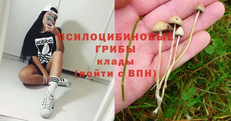 маркетплейс клад  блэк спрут ссылка  Злынка  Псилоцибиновые грибы Magic Shrooms 